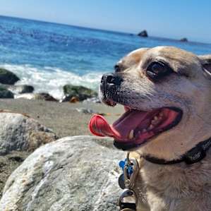 Dogs are welcome and our pups LOVED Limekiln.