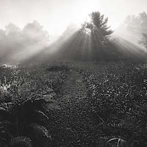 Light beams in the meadow.