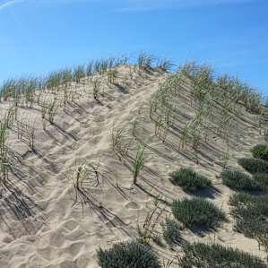 Walking Dunes Montauk