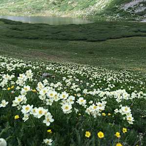 Beautiful wildflowers in late July.