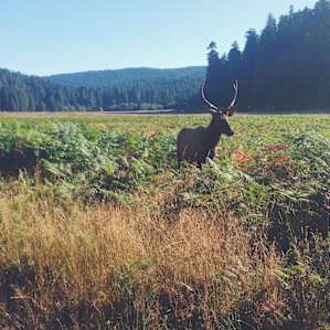When I woke up, this buck was 10 meters from my tent.