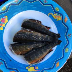 if you can fish, you'll probably be able to catch brook trout! these were caught by my lovely neighbors who invited me over for trout snacks!