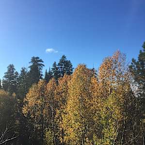 there are hundreds of aspens -- truly magnificent during the fall