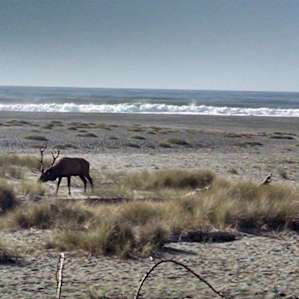 Gold Bluffs Beach Campground