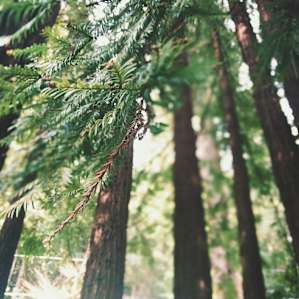 Redwoods at the property