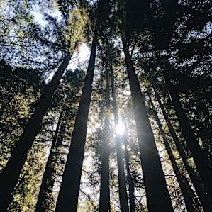 The Redwoods really are spectacular. There are lots of different hikes to take from the main camp centre.