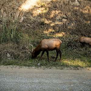 Elk roamed around near the campground both days.