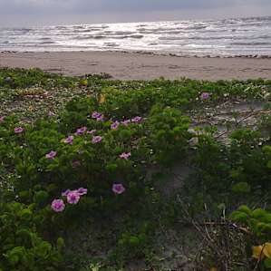 Mustang Island Campground