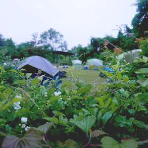 Foliage surrounding the camp sites