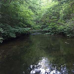 The nearby creak has several good swimming holes.