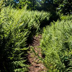 Magical hike through the ferns - Mt. Olga.