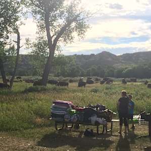 A bison herd behind some campsites one early morning