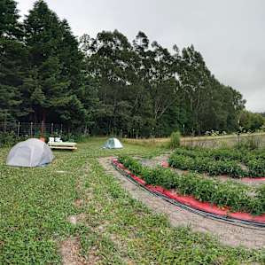 Orchard campsite, tomatoes in the foreground and redwood grove in the background.