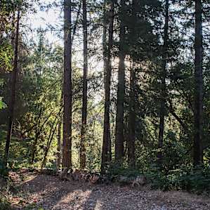 The sunrise is always worth it, specially through these tall trees.