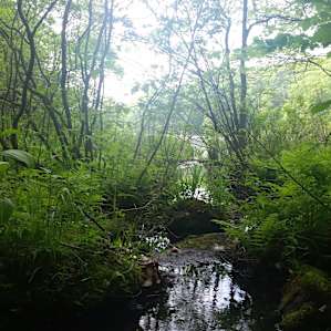 Near Benedict Pond