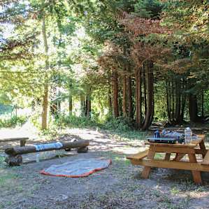 Setting up camp in the redwood grove.