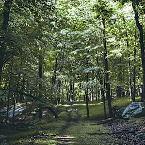 Hiking in Harriman - the greenest of greens