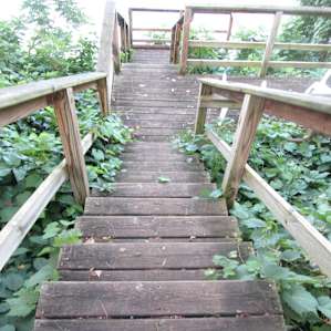 Stairway to nowhere. Biggest poison ivy I've ever seen!