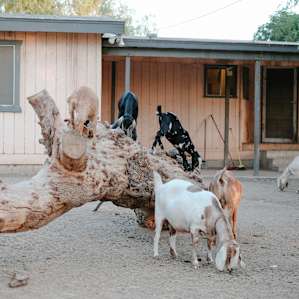 Goat gathering.