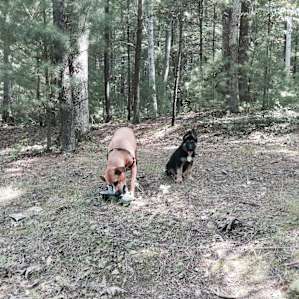 Wooded campsite