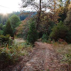 Heading down the trails in the early morning and you can hear the activity in the thick bush. This place is crawling with animals.