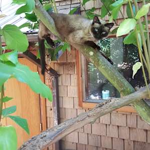 The local tree cat.