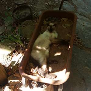 Another of the cats that live with Robert, showing how tough life is on the property.