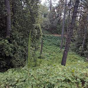 Along the trails