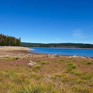 meadow meets forest meets lake.