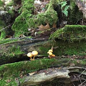 Many cool fungi to see in the virgin hemlock forest along the Jean Brunet Nature Trail.