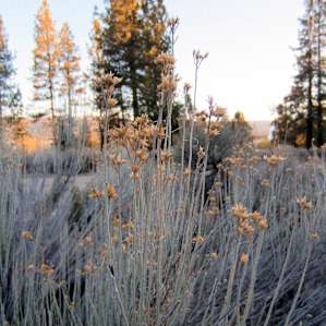Serrano Campground brush