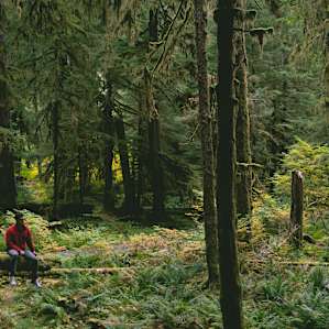 The campgrounds here are surrounded by lush, fairytale-like forests.