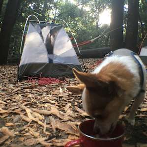Spruce Grove Trail Camp