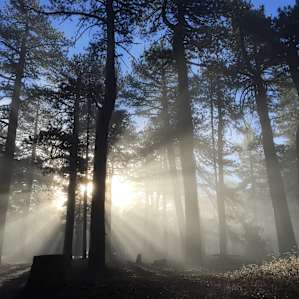Morning Light