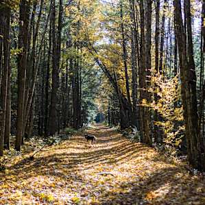 Found a friend on the old rail bed. This used to be a rail line that ran all the way up to Canada, but the tracks were removed and now it's a perfect path for hiking and biking...just a few minutes walk from camp!