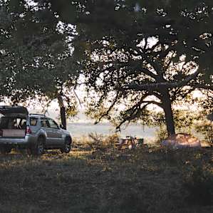 First light through the oak trees.