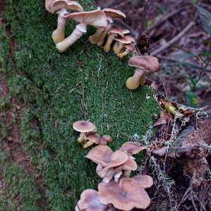 Lots of mushrooms out in November