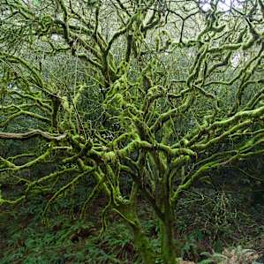 Moss covered tree on the way to the site