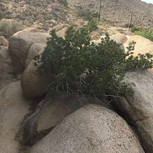 Desert View Tower Tent Camping