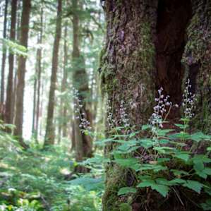 Hiking through Sol Duc.
