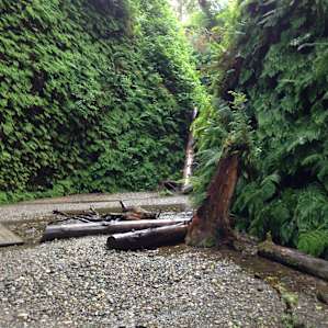 Fern Canyon 👌🏼