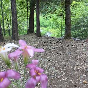 Deerlick Springs Campground