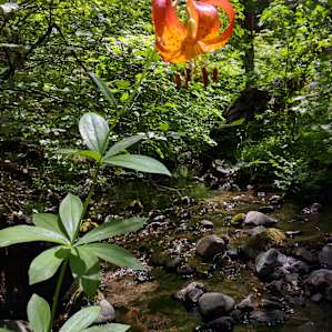Deerlick Springs Campground