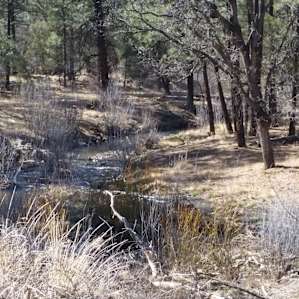 Enjoy listening to the creek run by. This is a trout recovery area as well.