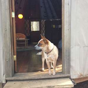 Forest Yurt