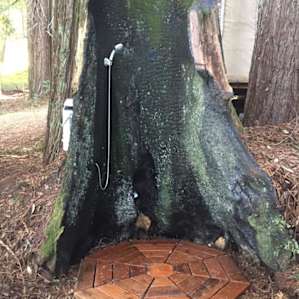 Forest Yurt