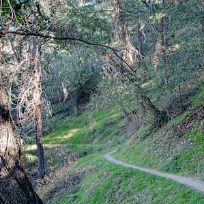 The trail to Idlehour Trail Camp, down through chaparral.