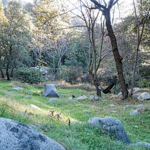 "Hammock-friendly meadow, creek running through the camp."