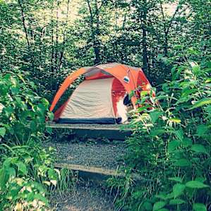 I usually don't car camp but made an exception with this park . To my surprise , my site was quite nice with the tent pad nestled up in the woods . There were some great sites along the river too .