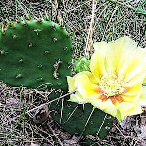 Yes , Minnesota has cacti ! If you're lucky , you will hit up this park when the prickly pear cactus plants are blooming . Consider it a scavenger hunt :) There are also many blooming prairie flowers in this park .